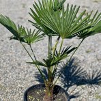 Palma konopná (Trachycarpus wagnerianus) – výška 20-30 cm, kont. C3L 